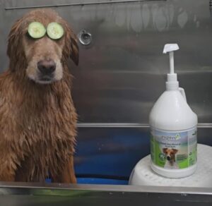 dogUwash